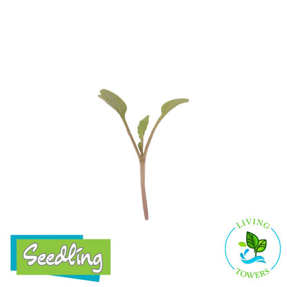 MicroGreens - Arugula