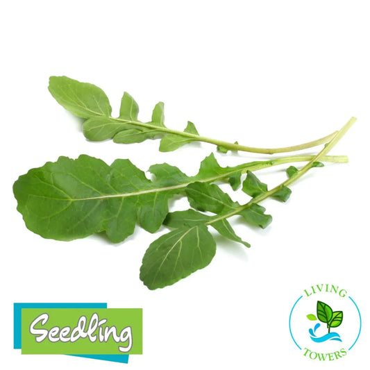 Greens - Arugula