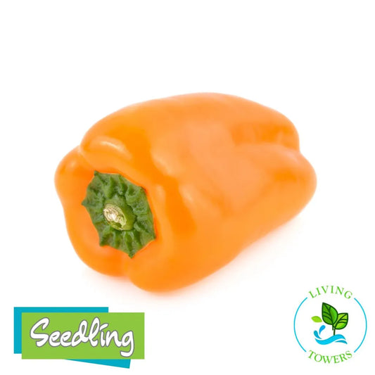 Vegetables - Pepper, Aura