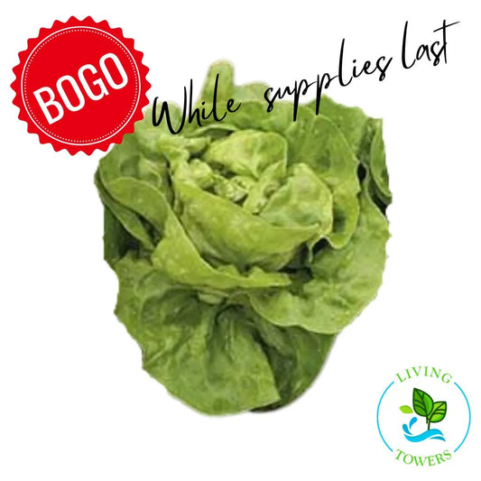 Lettuce - Butterhead, Adriana