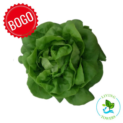 Lettuce - Bibb, Rex