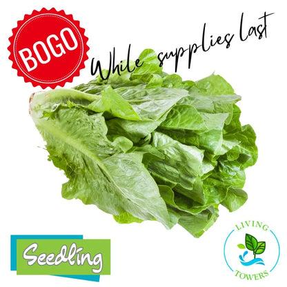 Lettuce - Romaine, Bluerock