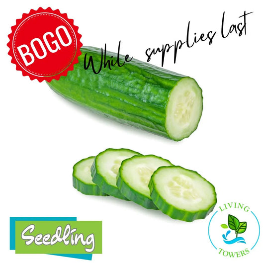 Vegetables - Cucumber, Diva