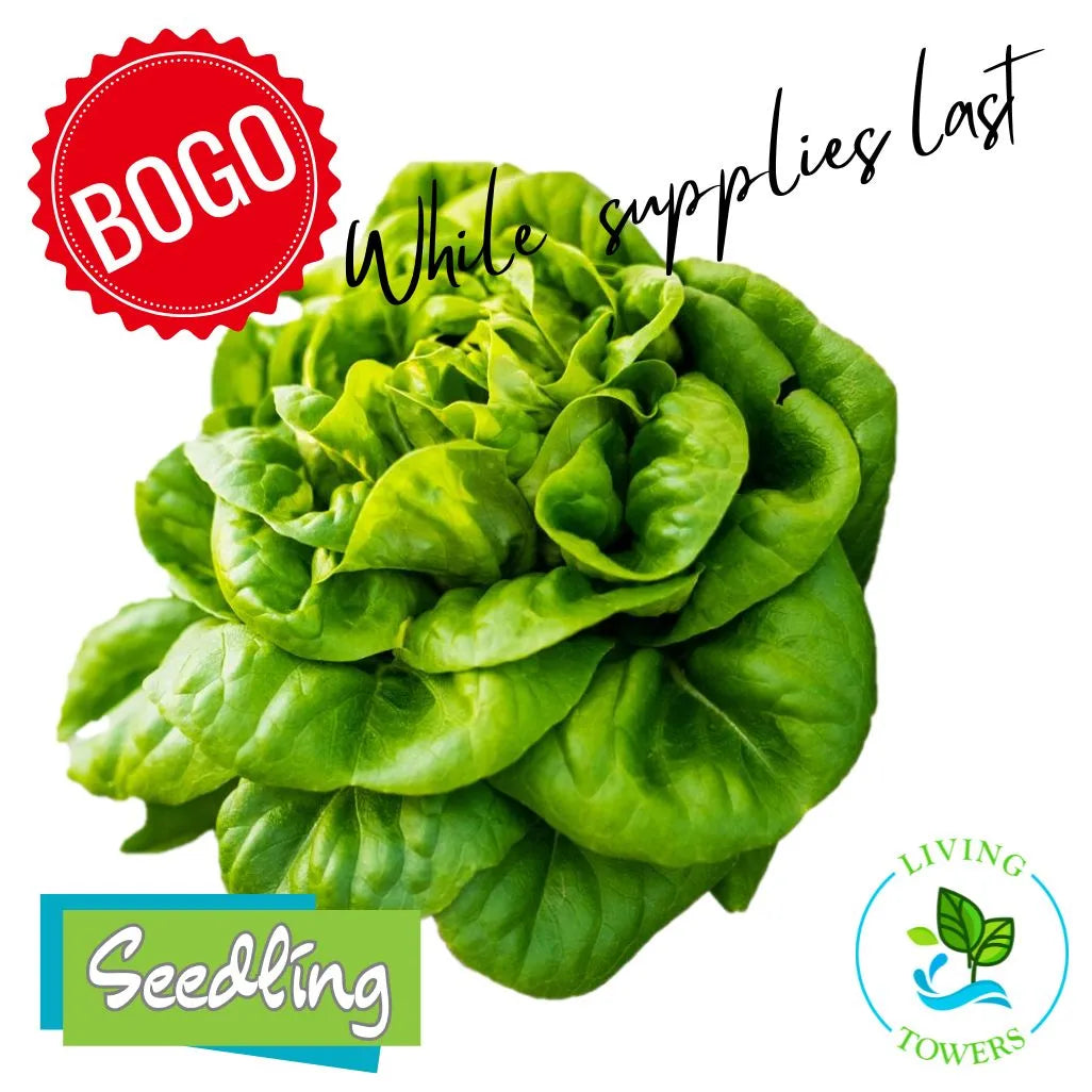 Lettuce - Salanova, Green