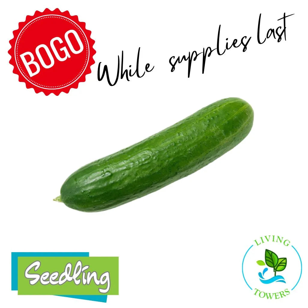 Vegetables - Cucumber, Katrina