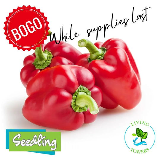 Vegetables - Pepper, Bell Red Knight