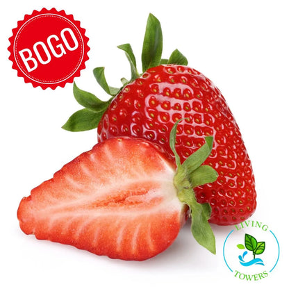 Fruit - Strawberry, Albion