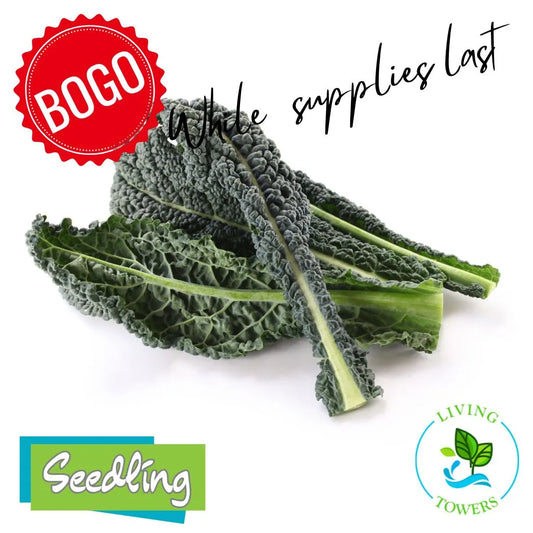 Greens - Kale, Toscano
