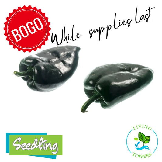 Vegetables - Pepper, Poblano Baron