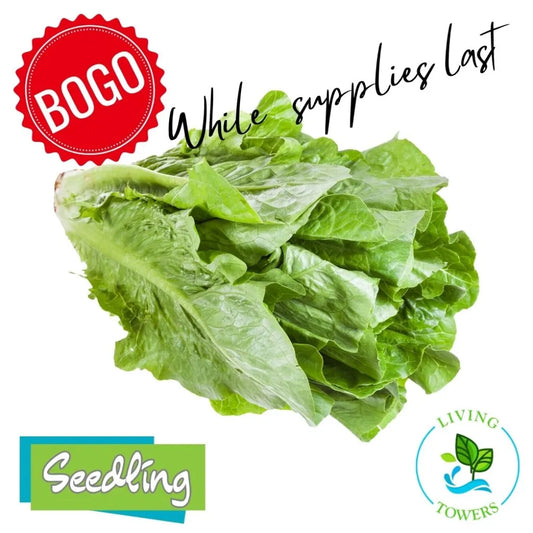 BOGO Bluerock Romain Tower Garden Seedlings