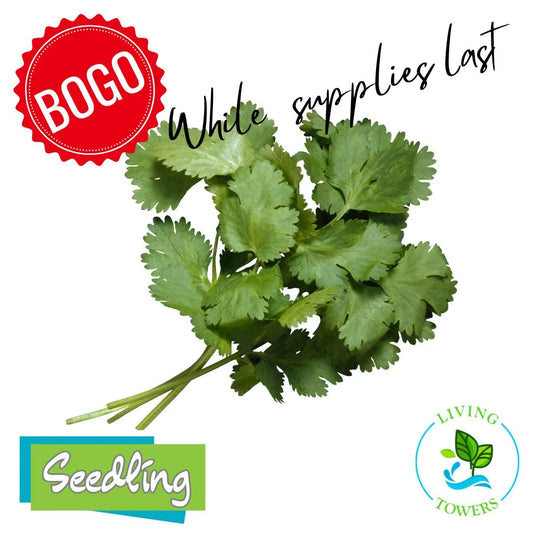 Herbs - Cilantro, Santo