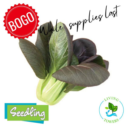 Greens - Pac Choi, Red