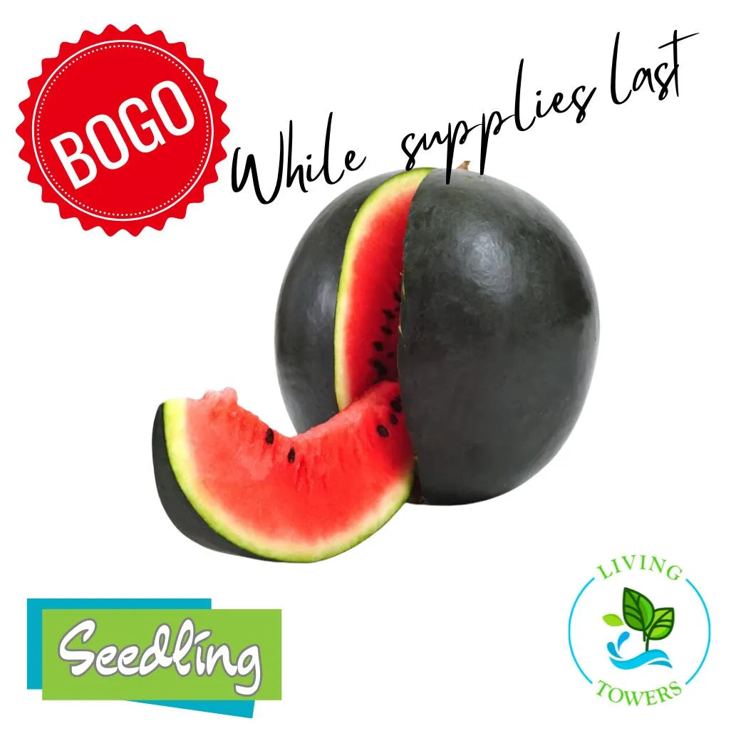Sugar baby watermelon with a slice on a white background, featuring 'Seedling' and 'Towers' logos.