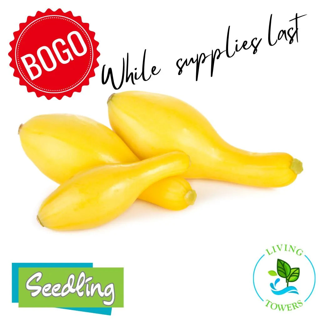 Vegetables - Squash, Yellow Multipik
