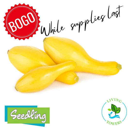 Vegetables - Squash, Yellow Multipik