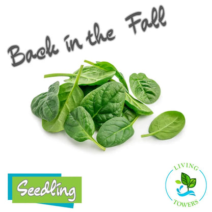 Greens - Spinach, Equinox