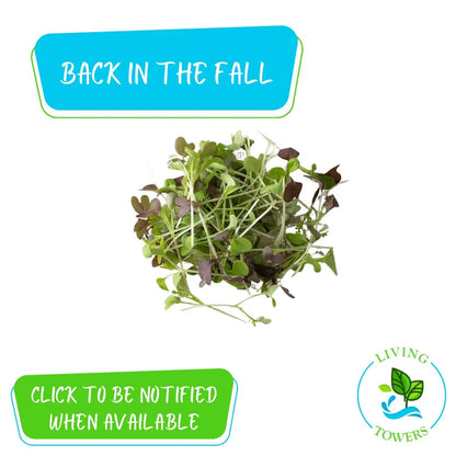 MicroGreens - Spicy Micro Mix