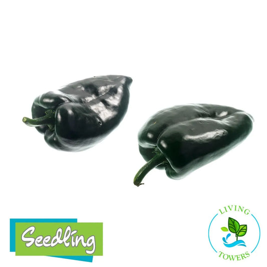 Vegetables - Pepper, Poblano Baron