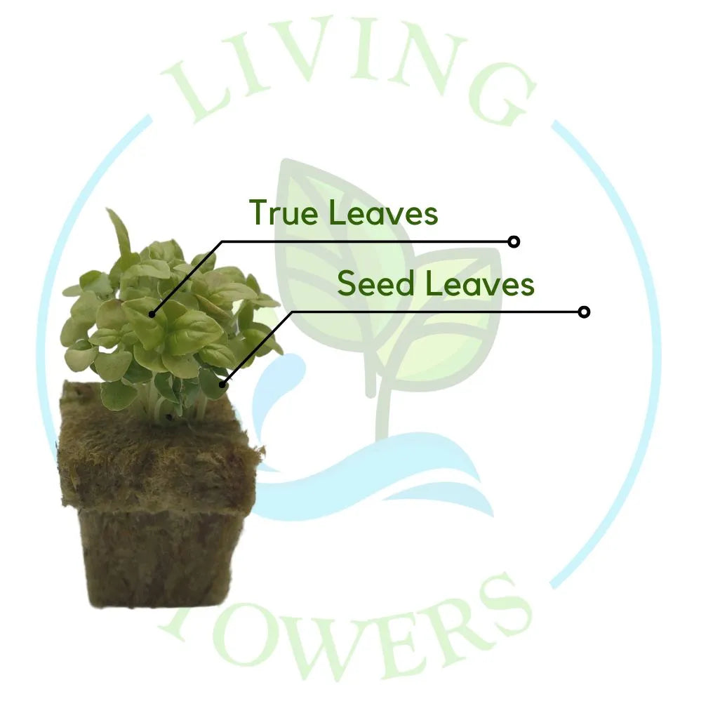 Basil Tower Garden Seedling | Living Towers Florida Keys