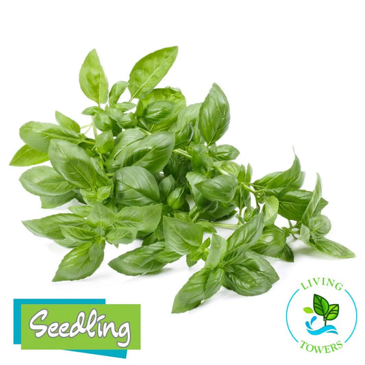 Herbs - Basil, Nufar
