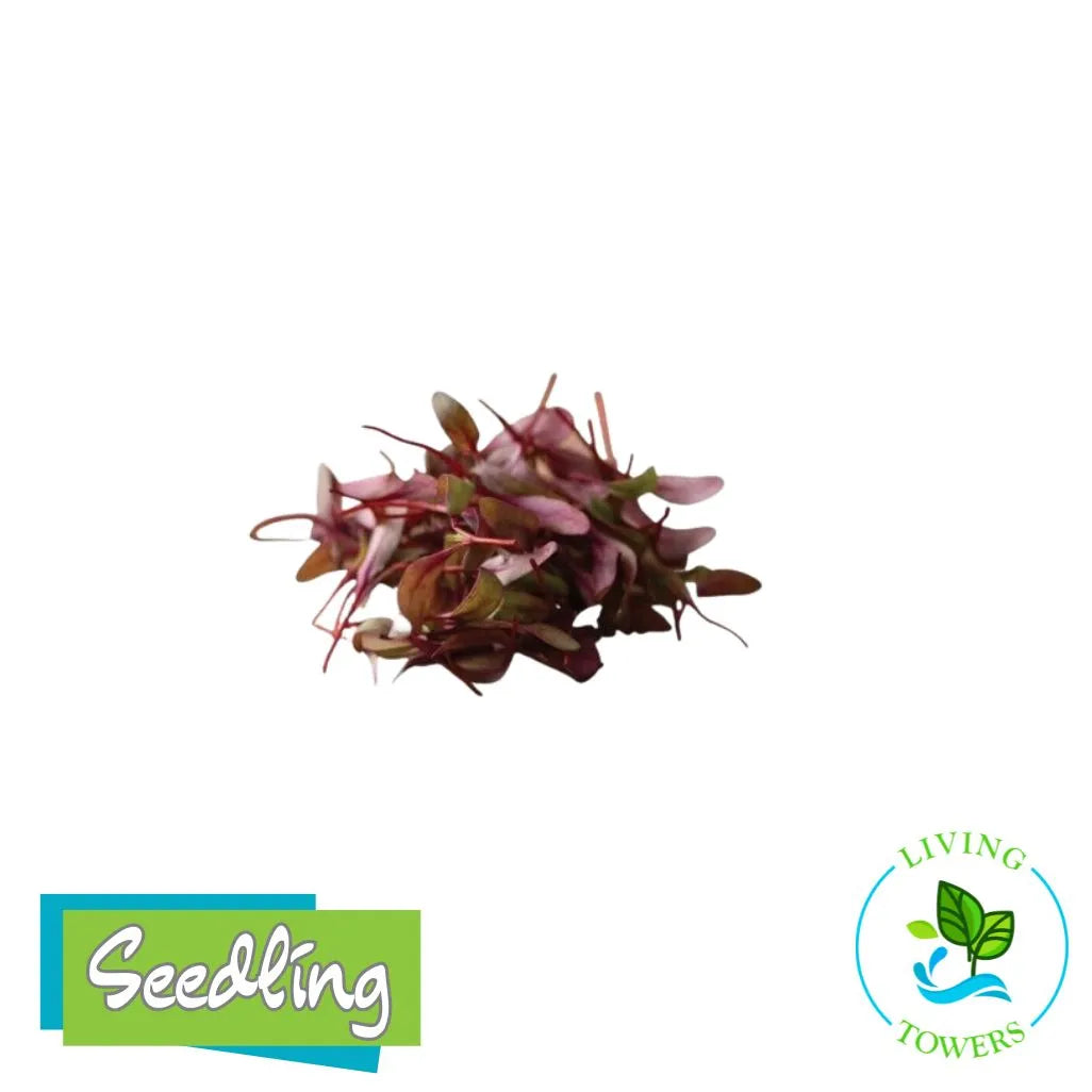 MicroGreens - Beet, Bull's Blood