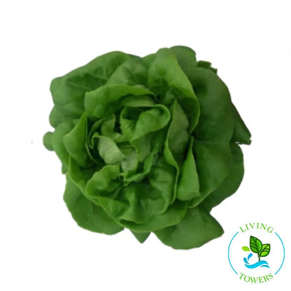 Bibb Lettuce Tower Garden Seedling | Living Towers Florida Keys