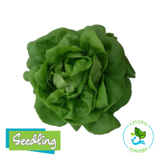 Green leafy lettuce with 'Seedling' and 'Living Towers' logos on a white background