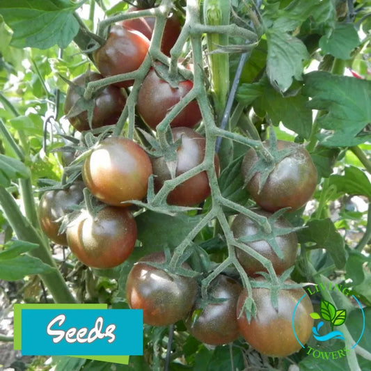 Vegetables - Tomato, Black Cherry Seeds