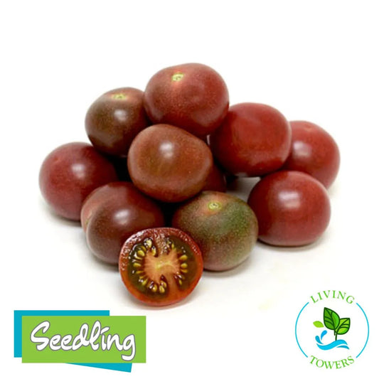 Bunch of black cherry tomatoes with one cut open on a white background, featuring 'Seedling' and 'Living Towers' logos.