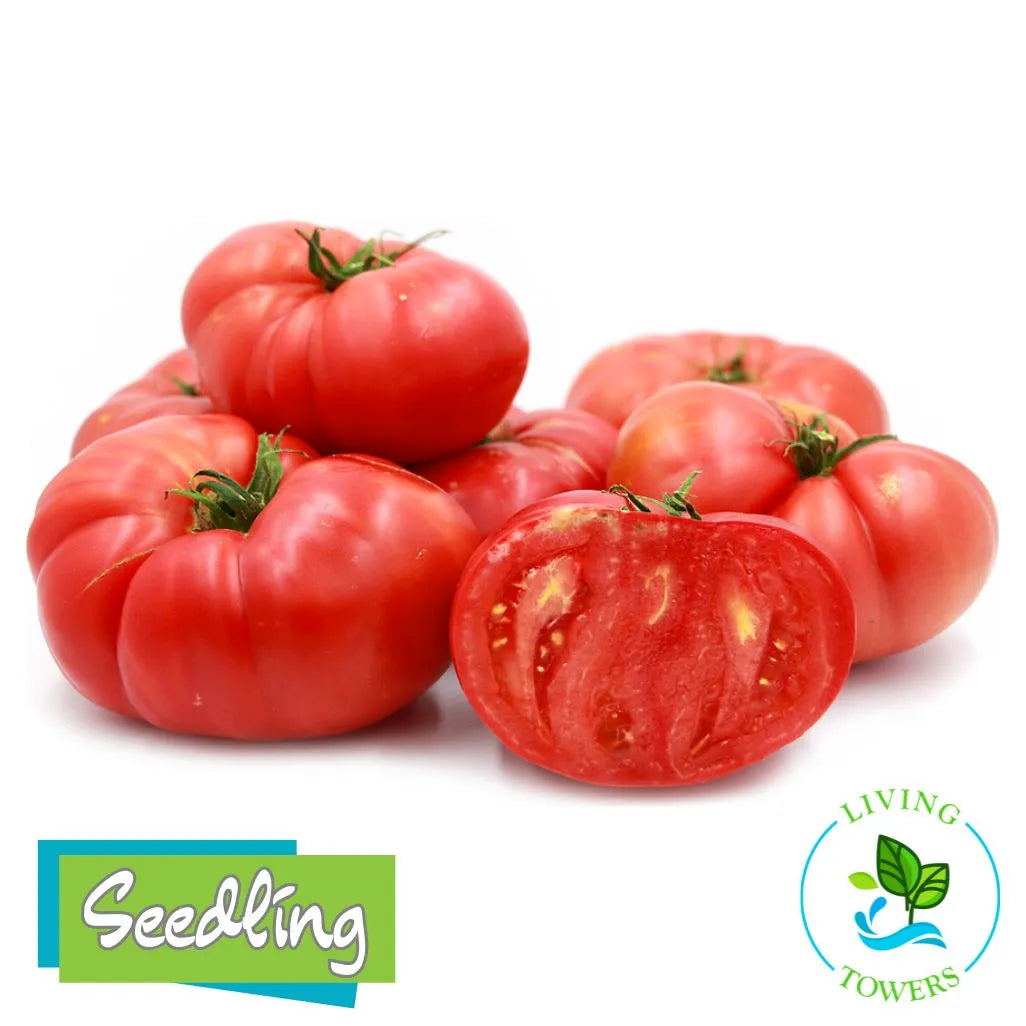 Red brandywine tomatoes with a sliced tomato on a white background, featuring 'Seedling' and 'Living Towers' logos.