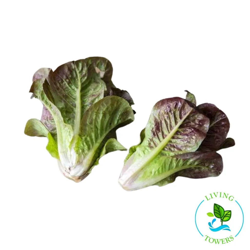 Breen Red Romaine Lettuce Tower Garden Seedling | Living Towers Florida Keys