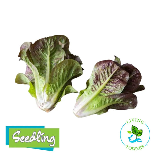 Lettuce - Romaine, Breen