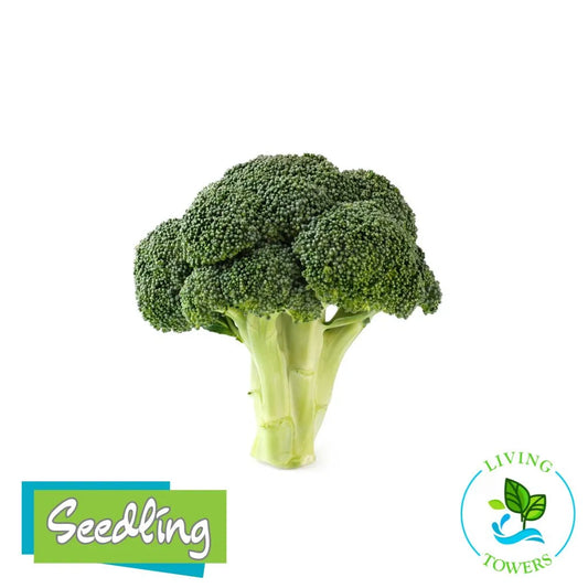 Vegetables - Broccoli, Belstar