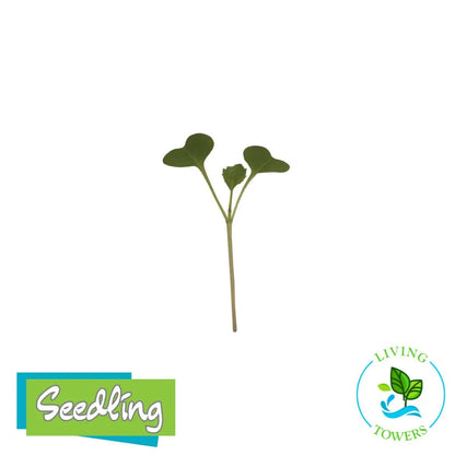 MicroGreens - Broccoli Mix