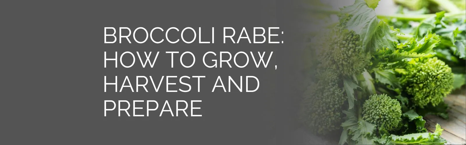 Broccoli Rabe. How to Grow in the Tower Garden, Harvest and Prepare