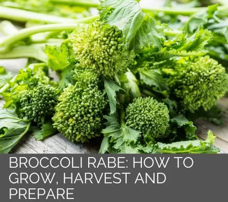 Broccoli Rabe. How to Grow in the Tower Garden, Harvest and Prepare