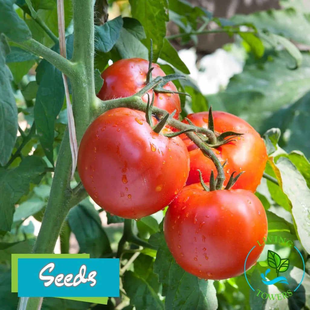 Vegetables - Tomato, Bush Early Girl Seeds