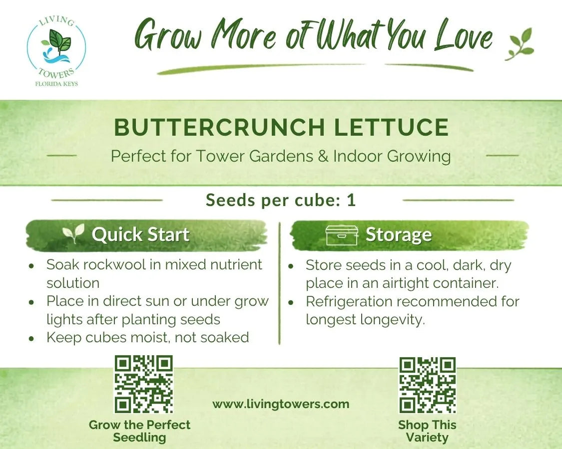 planting buttercrunch lettuce seeds Buttercrunch Bibb Lettuce Seeds