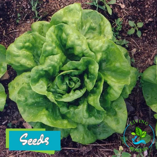 Buttercrunch Bibb lettuce in soil with 'Living Towers' branding.