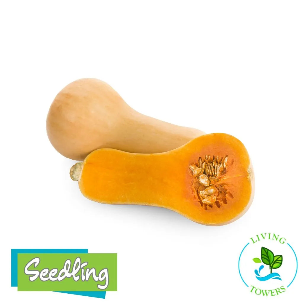 Vegetables - Squash, Butternut Waltham