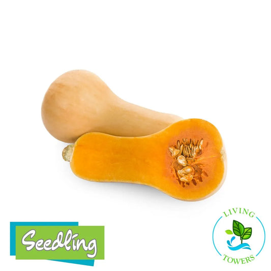 Vegetables - Squash, Butternut Waltham