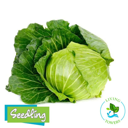 Greens - Cabbage, Capture