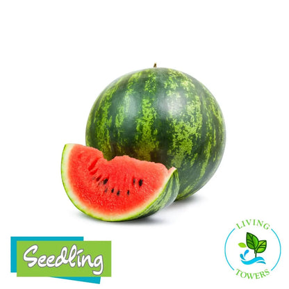 Fruit - Watermelon, Cal Sweet Bush