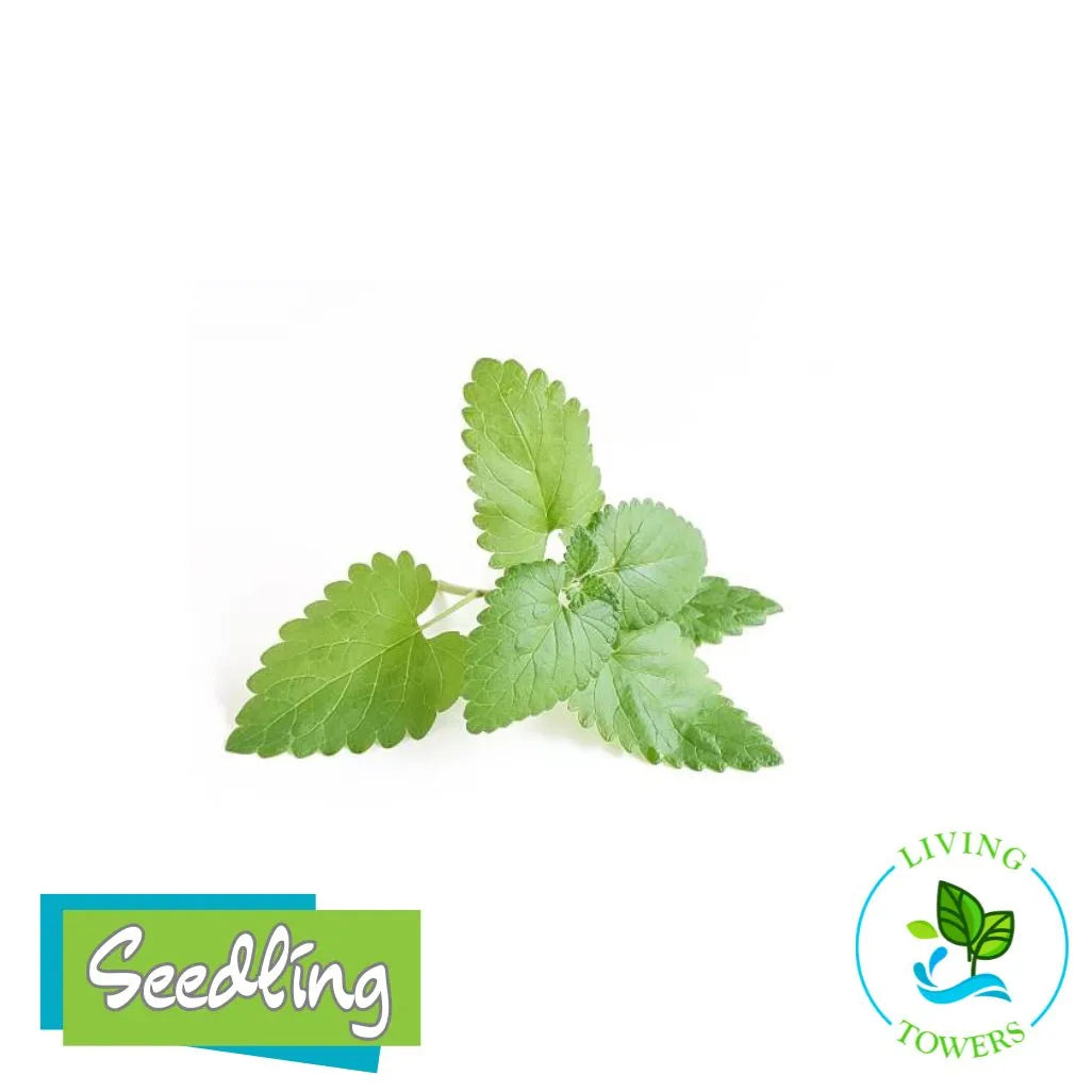 Herbs - Catnip