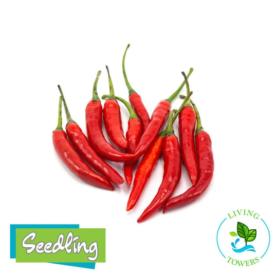 Vegetables - Pepper, Cayenne