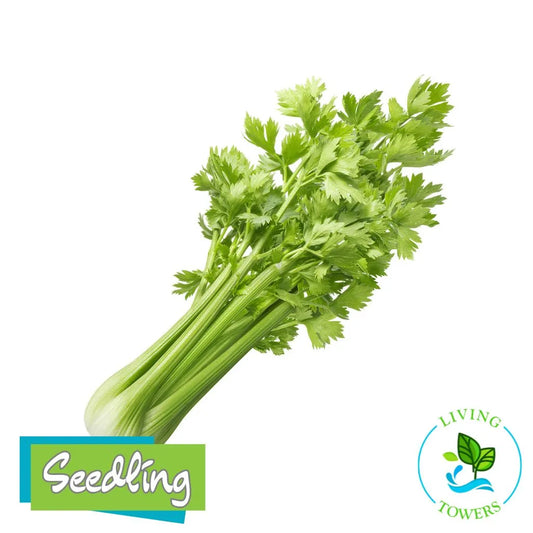 Vegetables - Celery