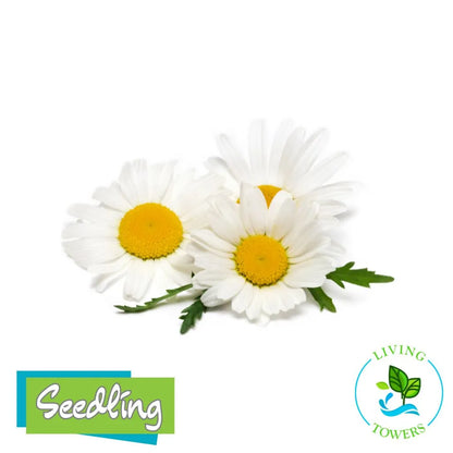 Edible Flowers - Chamomile