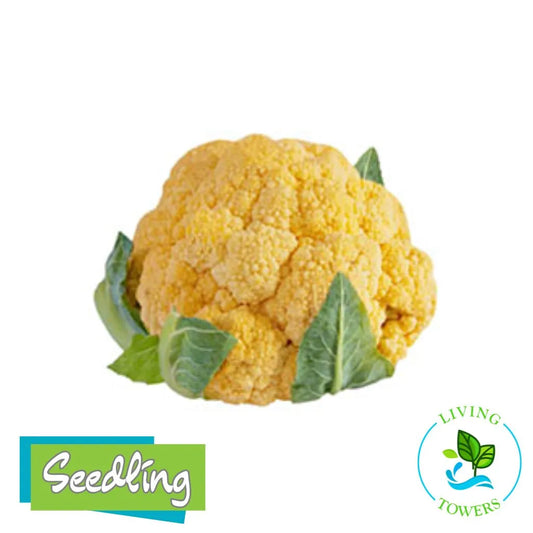 Vegetables - Cauliflower, Cheddar