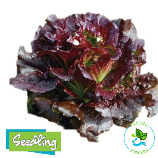 Lettuce - Red Summer Crisp, Cherokee
