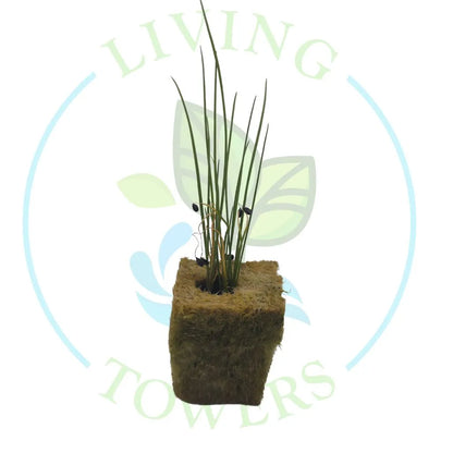 Chives Tower Garden Seedling | Living Towers Florida Keys